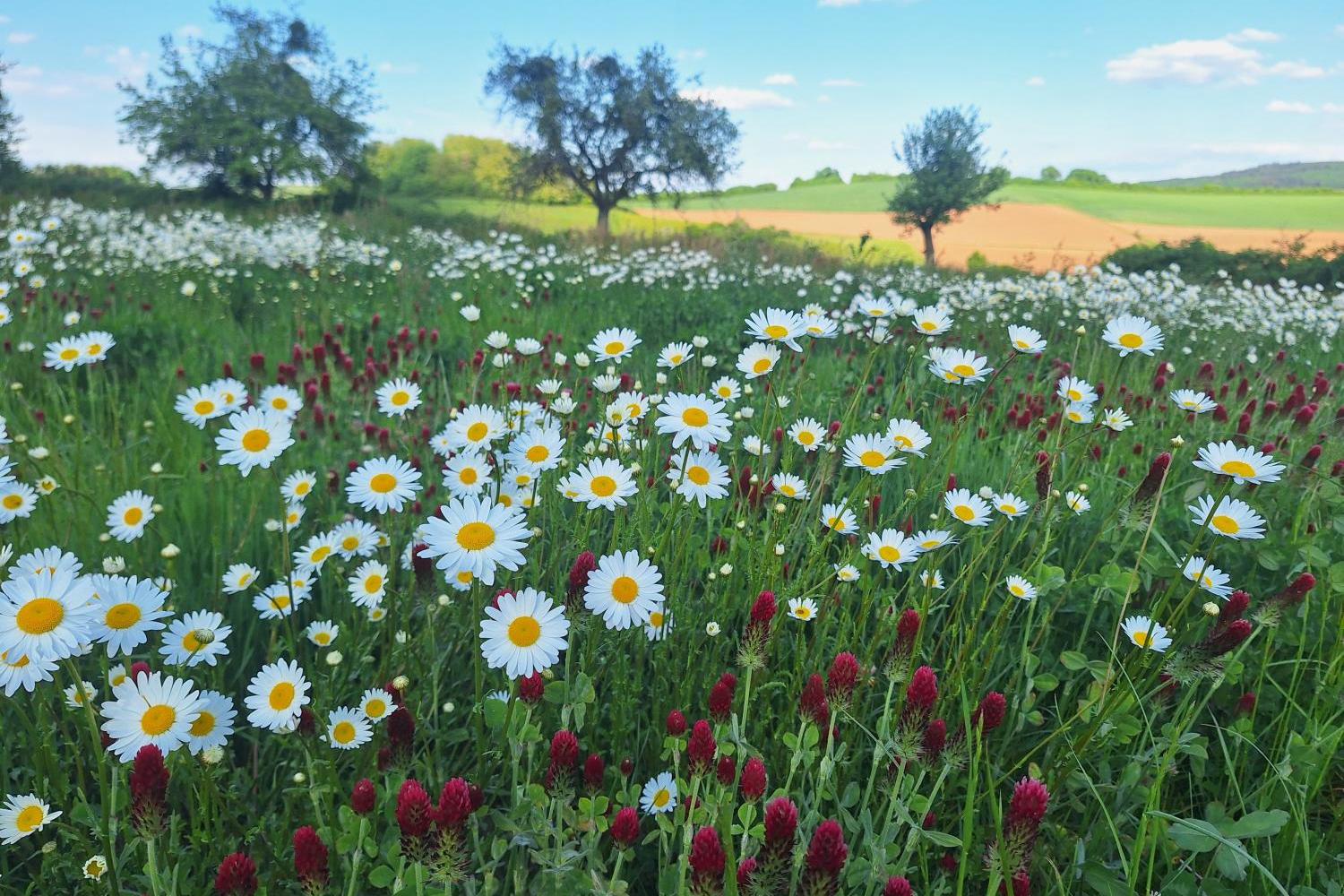 Blumenwiese mit Bäumen im Hintergrund
