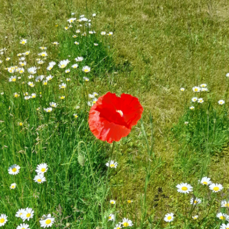 Man sieht eine einzelne Mohnblume und andere Blüten auf einer Wiese